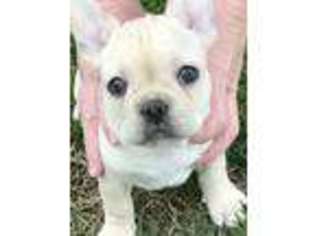 French Bulldog Puppy for sale in Vine Grove, KY, USA