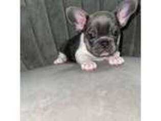 French Bulldog Puppy for sale in Flower Mound, TX, USA