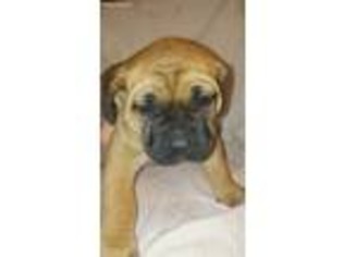 Boerboel Puppy for sale in Red Rock, TX, USA
