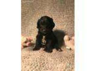 Goldendoodle Puppy for sale in Newhall, IA, USA