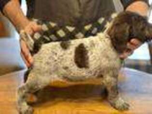 Wirehaired Pointing Griffon Puppy for sale in Fayetteville, AR, USA