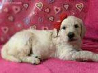 Goldendoodle Puppy for sale in Atkins, AR, USA