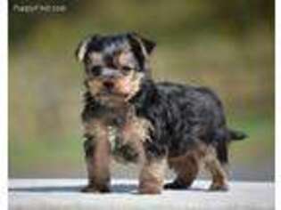 Yorkshire Terrier Puppy for sale in Paxinos, PA, USA