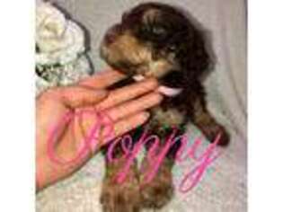 Labradoodle Puppy for sale in Claremore, OK, USA