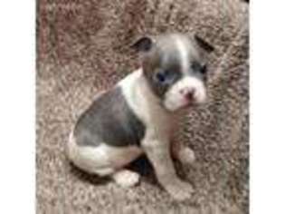 Boston Terrier Puppy for sale in Marietta, OK, USA