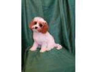 Cavapoo Puppy for sale in HARRELLS, NC, USA