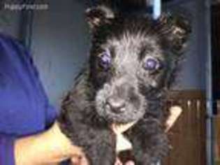 Scottish Terrier Puppy for sale in Dallas, OR, USA
