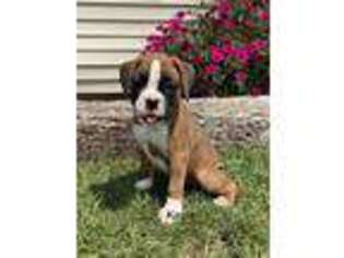 Boxer Puppy for sale in Warsaw, IN, USA
