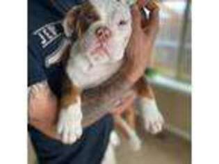 Olde English Bulldogge Puppy for sale in Bend, OR, USA
