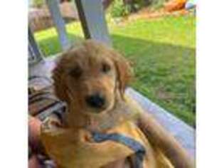 Golden Retriever Puppy for sale in Navarre, FL, USA