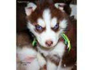 Siberian Husky Puppy for sale in West Monroe, LA, USA