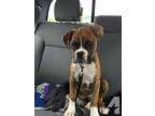 Boxer Puppy for sale in DENVER, CO, USA