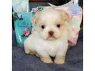 Mutt Puppy for sale in Aragon, GA, USA