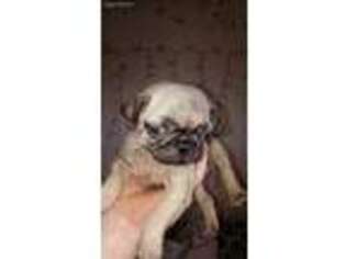 Pug Puppy for sale in Freeville, NY, USA