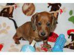 Dachshund Puppy for sale in Kingsland, TX, USA