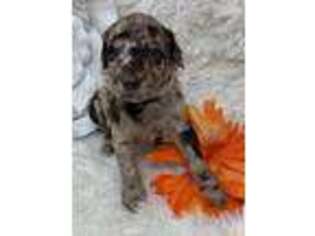 Labradoodle Puppy for sale in Pierson, FL, USA