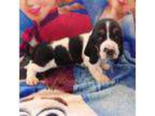 Basset Hound Puppy for sale in Jerome, ID, USA