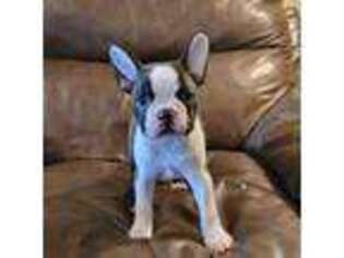 Boston Terrier Puppy for sale in Summerville, GA, USA
