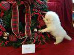 American Eskimo Dog Puppy for sale in Bloomfield, IA, USA
