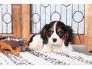 Cavalier King Charles Spaniel Puppy for sale in Naples, FL, USA