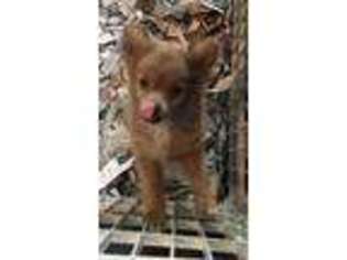 Pomeranian Puppy for sale in Sussex, NJ, USA