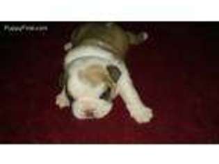 Bulldog Puppy for sale in Turkey, TX, USA