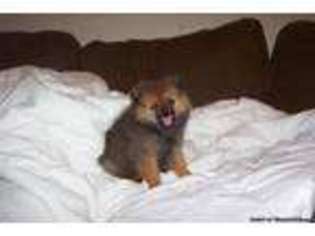 Pomeranian Puppy for sale in WALKER, WV, USA