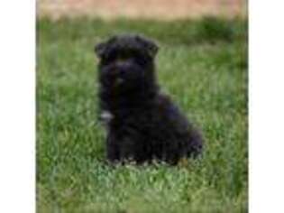 Maltipom Puppy for sale in Beaverton, AL, USA