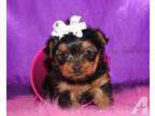 Yorkshire Terrier Puppy for sale in LOUISVILLE, MS, USA