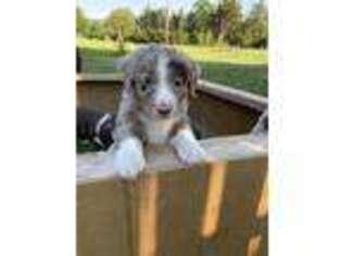 Australian Shepherd Puppy for sale in Boonville, NC, USA