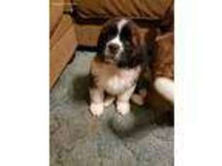 Saint Bernard Puppy for sale in Macedonia, IL, USA