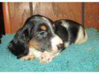 Dachshund Puppy for sale in Uniontown, KS, USA