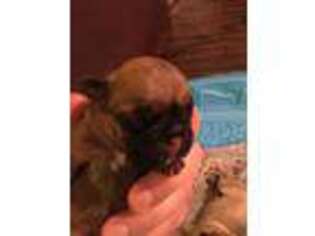 Frenchie Pug Puppy for sale in Rice Lake, WI, USA
