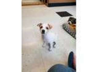 Jack Russell Terrier Puppy for sale in Hudson, NH, USA