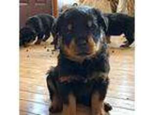 Rottweiler Puppy for sale in Linthicum Heights, MD, USA