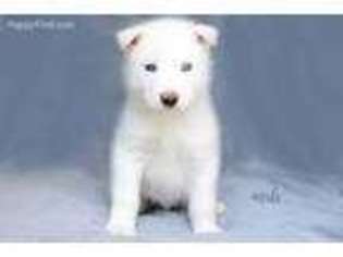 Siberian Husky Puppy for sale in Grayson, KY, USA