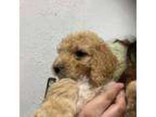 Goldendoodle Puppy for sale in Odessa, TX, USA