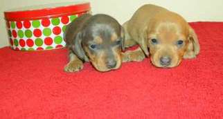 Dachshund Puppy for sale in Raleigh, NC, USA