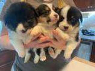 Pembroke Welsh Corgi Puppy for sale in Raeford, NC, USA