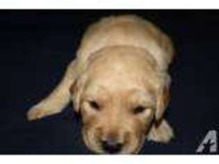 Golden Retriever Puppy for sale in RALEIGH, NC, USA