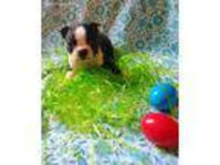 Boston Terrier Puppy for sale in Mead, CO, USA