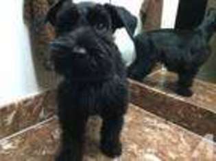 Mutt Puppy for sale in MCALLEN, TX, USA