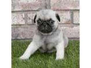 Pug Puppy for sale in Sugarcreek, OH, USA