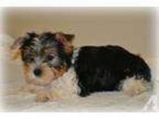Yorkshire Terrier Puppy for sale in PERU, IN, USA
