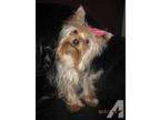Yorkshire Terrier Puppy for sale in FLORENCE, IN, USA