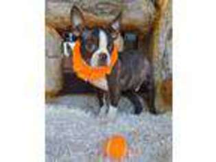 Boston Terrier Puppy for sale in New London, MN, USA