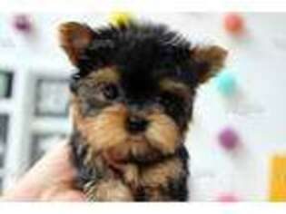 Yorkshire Terrier Puppy for sale in Ridgefield, NJ, USA