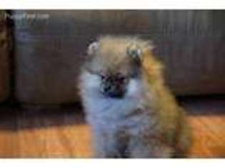 Pomeranian Puppy for sale in Phoenix, AZ, USA