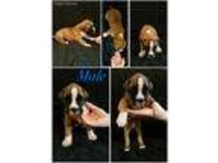 Boxer Puppy for sale in Bear Creek, NC, USA
