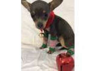 Chihuahua Puppy for sale in Defuniak Springs, FL, USA